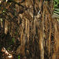 Oenocarpus mapora H. Karst.