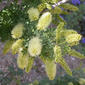 File:Prosopis pubescens inflorescence 2003-06-02.jpg